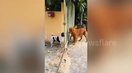 Bark worse than his bite! Little pet pooch yaps at bigger dog from the safety of a gate... even though it is open