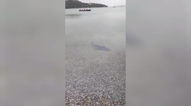 Beach visitors shocked after a blue shark was spotted swimming in a UK beach