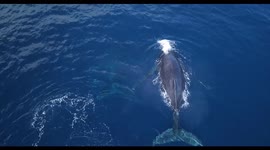 Humpback whales are back in Reunion island for winter in the indian ocean