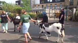 Donkeys Walk procession leaving Vauxhall City Farm on Wednesday afternoon