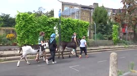 Donkeys out and about Vauxhall on a Wednesday afternoon - London
