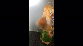 Cheeky hamster caught red-handed trying to enter bag of food