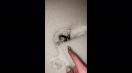 Russian pet owner bitten after disturbing mouse hiding in snow