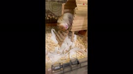 Adorable hamster hilariously falls down during its sleep