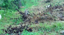First hunt for a rescued leopard kitten!