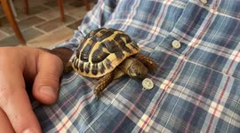 Funny video of the small Turtle antics