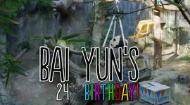 A Special Birthday for a Special Panda