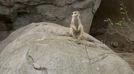 Meerkats Know How to Have Fun!