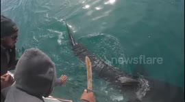 Crew cuts fishing line to free great white shark from entanglement