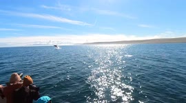 Hapless tourist hilariously misses jumping whale entirely