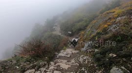 Mountain Yak on the way to Everest base camp