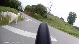 Dogs a plenty. 5 big dogs chase on the road after cyclist. Dog on the loose