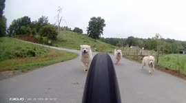 Dogs a plenty. 5 big dogs chase on the road after cyclist. Dog on the loose