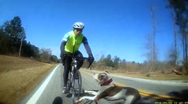 Dog tackle. Dog runs on to road and takes out cyclist. Dog knocks off cyclist.