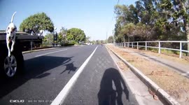 Dog jumps off the back of a ute at a cyclist. Dog jumps of car. Dog jumps at cyclist