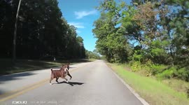 Dogs a plenty. Dogs chase on the road after cyclist. Dog on the loose