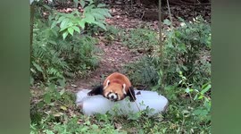 Red panda lays on ice cube as temperatures reach almost 40C in central China