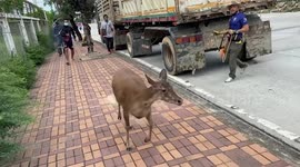 Escaped deer causes chaos running across road next to airport in Thailand