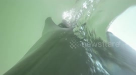 Dolphin view! Researchers strap GoPros to dolphins as they hunt snakes and fish