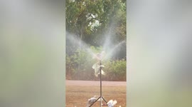 Corella birds cool off in garden sprinkler amid rising temperatures in Australia