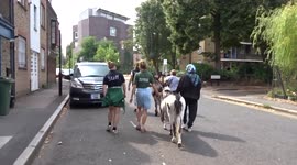 Donkey Walk - donkeys Amber and Jinny passing by Cabinet Gallery on the way back to Vauxhall City Farm