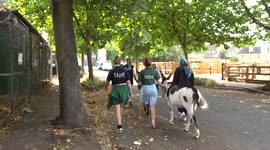 Donkey Walk - donkeys Amber and Jinny return to Vauxhall City Farm on Tyers Street