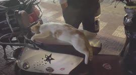 Sleepy moggie takes a nap on motorcycle seat blocking owner from using it