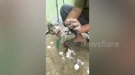 Kind passerby rescues helpless kitten stuck in swamp