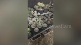 Litter of cute kittens ask plant vendor to adopt them