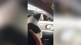 Furious dog yaps at fellow pooch hanging out of car window