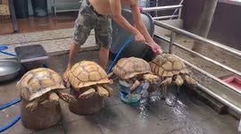 Pet turtles get spa treatment as owner treats them to relaxing shell scrub