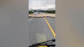 Huge flock of ducks encircle car and block traffic in China