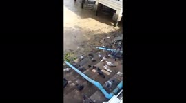 Thousands of fish and birds gather on the steps to receive food from visitors