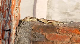 Just Wow, Squirrels Love At First Sight Moments Recorded On Camera