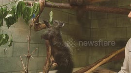 The squeak of a newborn aye-aye is adorable
