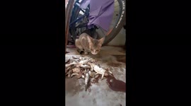 CUTE CAT EAT FISH , KITTEN EAT FISH IN INDIA .SMALL KITTEN CAT EATS FISH .