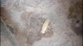 Rare albino cockroach discovered in Vietnam