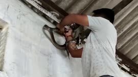 Snakes in a school! Expert rescues reptile from roof of classroom in central India