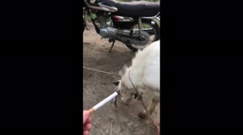 just found a new habit that the goats also smoke