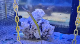 Alligator Pipefish