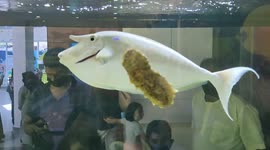 Naso (fish) - also known as Unicorn Fish