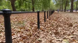 'Fall' comes early as drought carpets London's parks with dead leaves