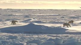 Record Heatwaves: Polarstern icebreaker returns to Germany after Arctic research