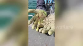 Fisherman catches incredible sea creatures off the coast of Florida