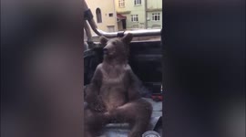 Disoriented bear cub high on hallucinogenic 'mad honey' rescued and taken to vet