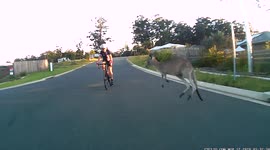 Kangaroo crossing road bounces straight into cyclist