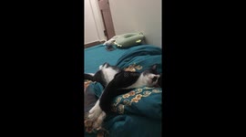 Even if there is an earthquake or whatever, my cat still sleeps well