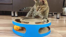 DIY guru builds toy and scratching post for pet cats using cardboard