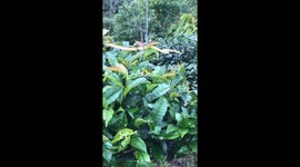 Strange snake lying dormant on the tea tree