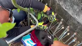 Stray cat rescued after being impaled on family's fence spikes